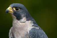 West Sound Wildlife Reserve 2019