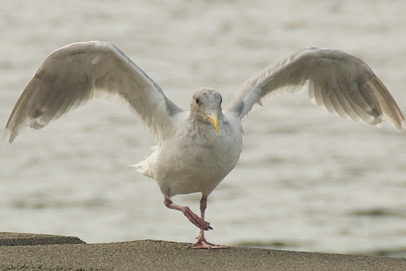 Ralph Macchio Gull