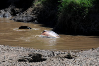 Crocodiles