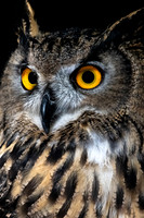 Falconer - Kenmore Camera 2019