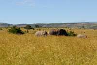 Elephants1