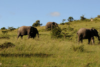 Elephants2