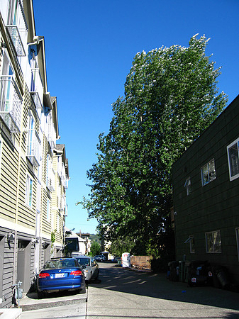The Tree