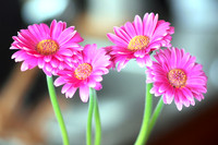 Geral's Flowers
